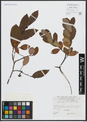 Foto von Salix appendiculata Vill.
